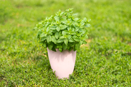 bush of mint in a pink pot on the background of the lawn. High quality photoの写真素材