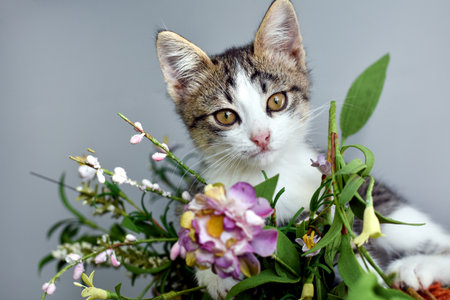 portrait of a cute kitten with flowers on a gray background. High quality photoの写真素材