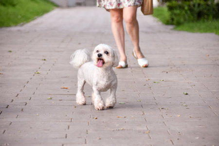 Joyful Maltese dog runs along the path in the park next to his owner. High quality photoの写真素材
