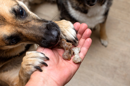 The dog takes a treat in the form of bones from the hands of a person. High quality photoの写真素材