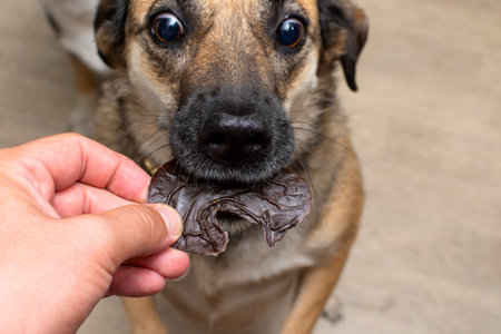 the dog receives a dehydrated dog treat as a treat. High quality photo