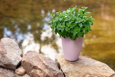 bush of peppermint in a pink pot on a natural background. High quality photoの写真素材