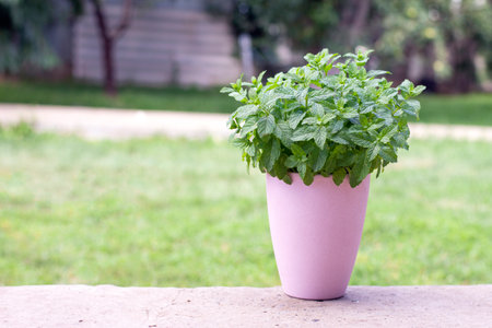 bush of mint in a pink pot on the background of the lawn. High quality photoの写真素材