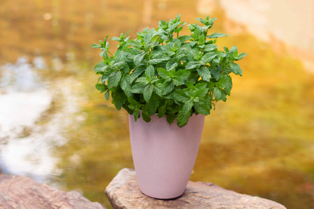 bush of peppermint in a pink pot on a natural background. High quality photoの写真素材