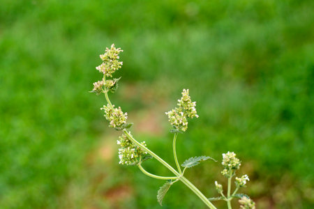 inflorescence of mint on the background of a green meadow. High quality photo