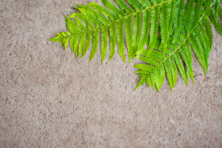 green fern leaves on gray concrete background. High quality photoの写真素材