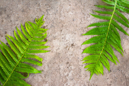 green fern leaves on gray concrete background. High quality photoの写真素材