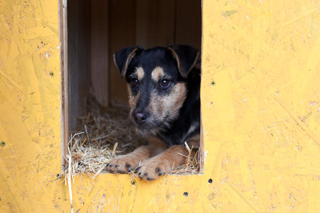 a sad puppy lies looking out of his yellow booth. dog in the boothの写真素材