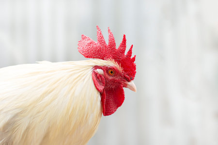 Portrait of a white rooster on a light background. High quality photoの写真素材