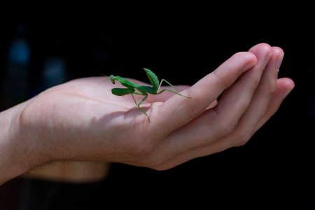 Green Praying Mantis in the palm of a person close-up. High quality photoの写真素材