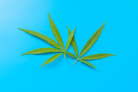 two leaves of cannabis close-up on a blue background. High quality photoの写真素材