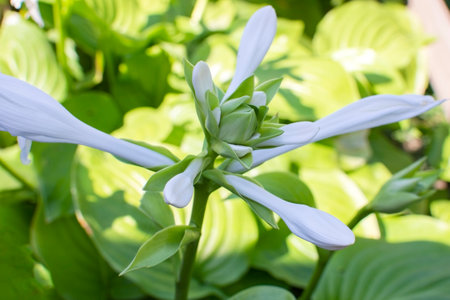 blooming white hosta flowers close-up against the background of green vegetation. High quality photoの写真素材