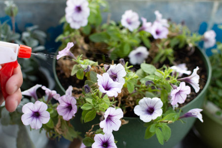 manual spraying of petunia flowers from diseases and pests. High quality photoの写真素材