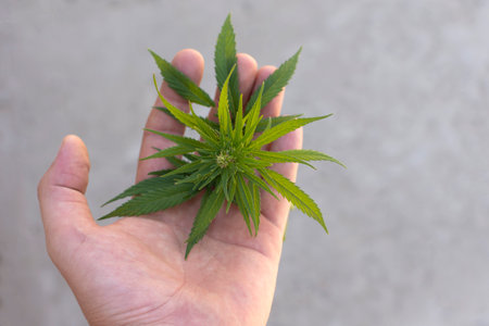green cannabis leaves in the palm of your hand. High quality photoの写真素材