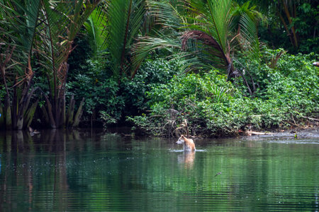 The dog stands in a tropical river against the backdrop of the jungle. High quality photoの写真素材