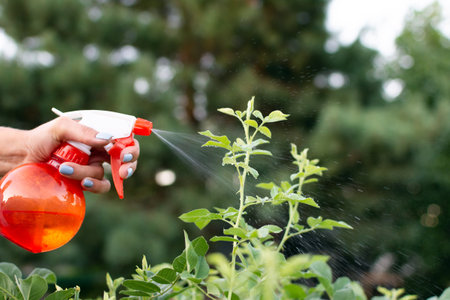 manual spraying of green leafs from diseases and pests. High quality photoの写真素材