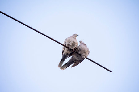 a couple of doves sit on a wire against the sky. High quality photoの写真素材