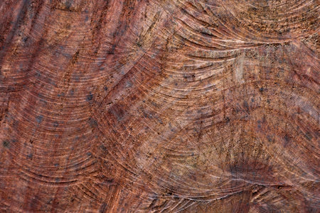 Cut mahogany close up. The texture of the tree on the cut. High quality photoの写真素材