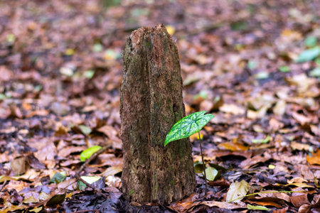 Termites destroyed the tree. Tree stump in the forest.の写真素材