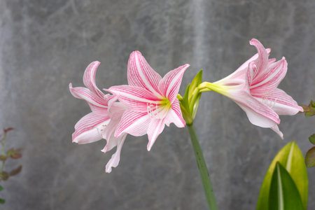 white pink large beautiful lily flowers on a gray backgroundの写真素材