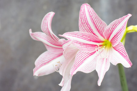 white pink large beautiful lily flowers on a gray backgroundの写真素材