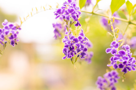 Purple duranta flowers Golden dewdrop on a sunny background.の写真素材