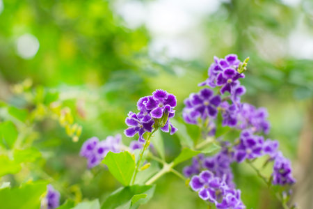 purple duranta flowers golden dewdrop on a green background.の写真素材