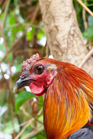 Close-up portrait of a rooster against a background of greenery.