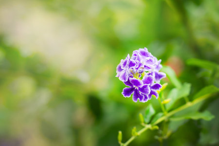 purple duranta flowers golden dewdrop sway in the wind on a green background.の写真素材