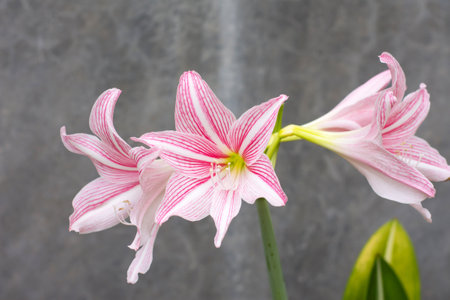 white pink large beautiful lily flowers on a gray backgroundの写真素材