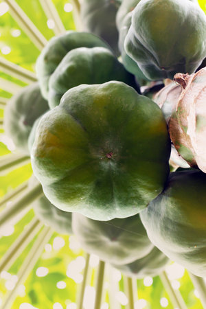 Papaya fruits on a tree. Tropical fruits