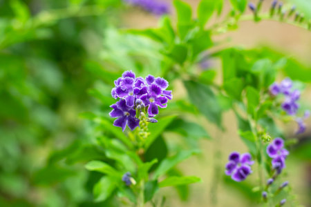 purple duranta flowers golden dewdrop sway in the wind on a green background.の写真素材