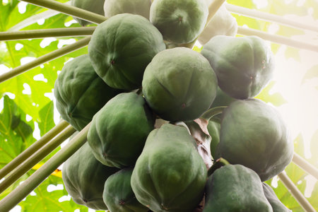 Papaya fruits on a tree. Tropical fruits.の写真素材