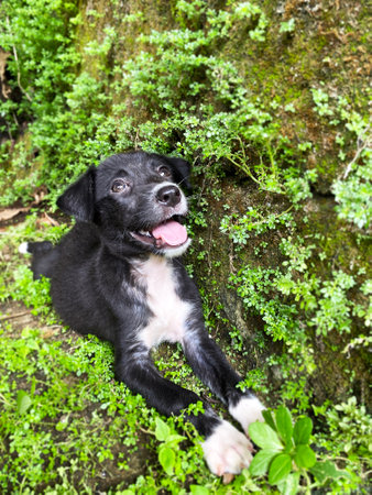 black and white cute puppy lies on the grass and looks upの写真素材