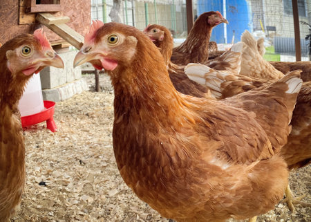 portrait of a lot of chickens in a chicken coop close upの写真素材