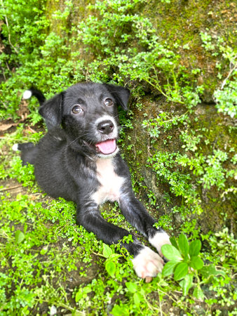black and white cute puppy lies on the grass and looks upの写真素材