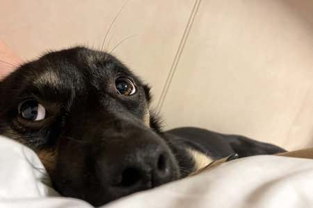 close-up portrait of a dog on a bed with a person.の写真素材
