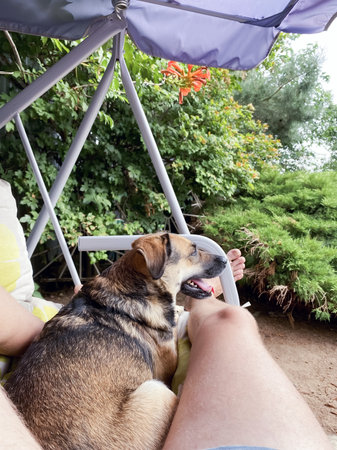 the dog lies resting on a swing with its owner in the garden.の写真素材