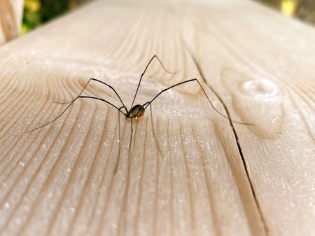 daddy long legs sitting on a wooden wall.の写真素材