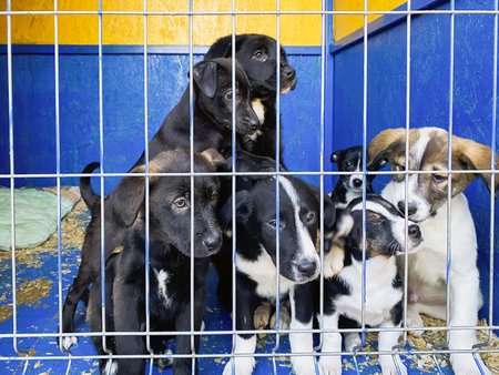 dogs puppies behind bars at the animal shelter. sad eyes of dogs.の写真素材