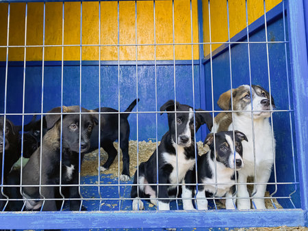 dogs puppies behind bars at the animal shelter. sad eyes of dogs.の写真素材