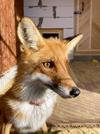 portrait of a fox in an enclosure.の写真素材