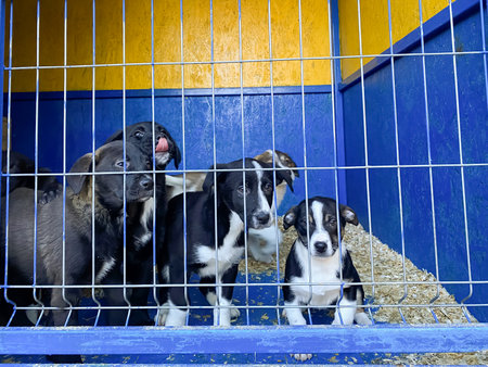 dogs puppies behind bars at the animal shelter. sad eyes of dogs.の写真素材