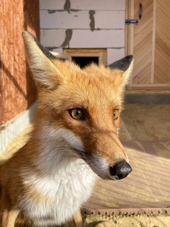 portrait of a fox in an enclosure.の写真素材