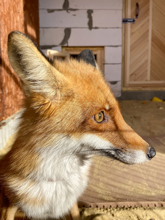 portrait of a fox in an enclosure.の写真素材