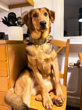 dog sits on a chair in the kitchen like a person.の写真素材