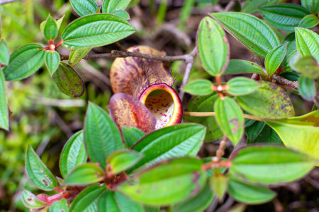 Nepenthes, tropical pitcher plant, insectivorous plant of southeast Asia.の写真素材