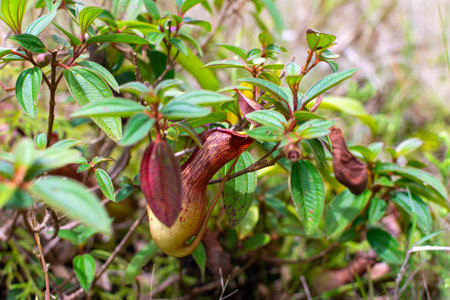 Nepenthes, tropical pitcher plant, insectivorous plant of southeast Asia.の写真素材
