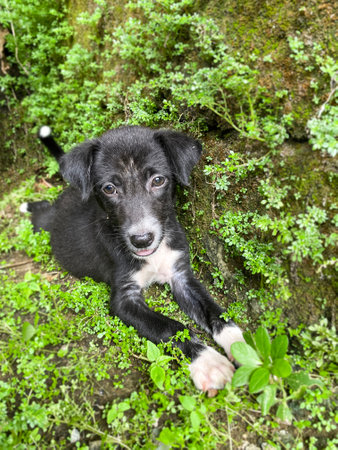 black and white cute puppy lies on the grass and looks upの写真素材