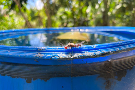 Hairy Caterpillar Olene mendosa Crawling on Blue Surface Close-up in Philippinesの写真素材